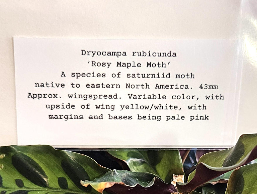 Moth Fae Specimen No. 2