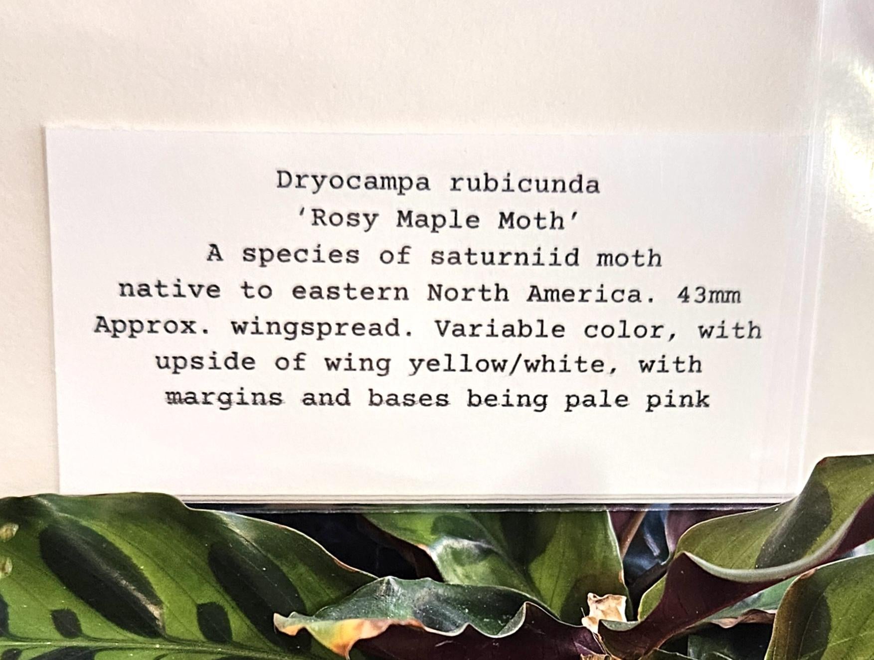 Moth Fae Specimen No. 2
