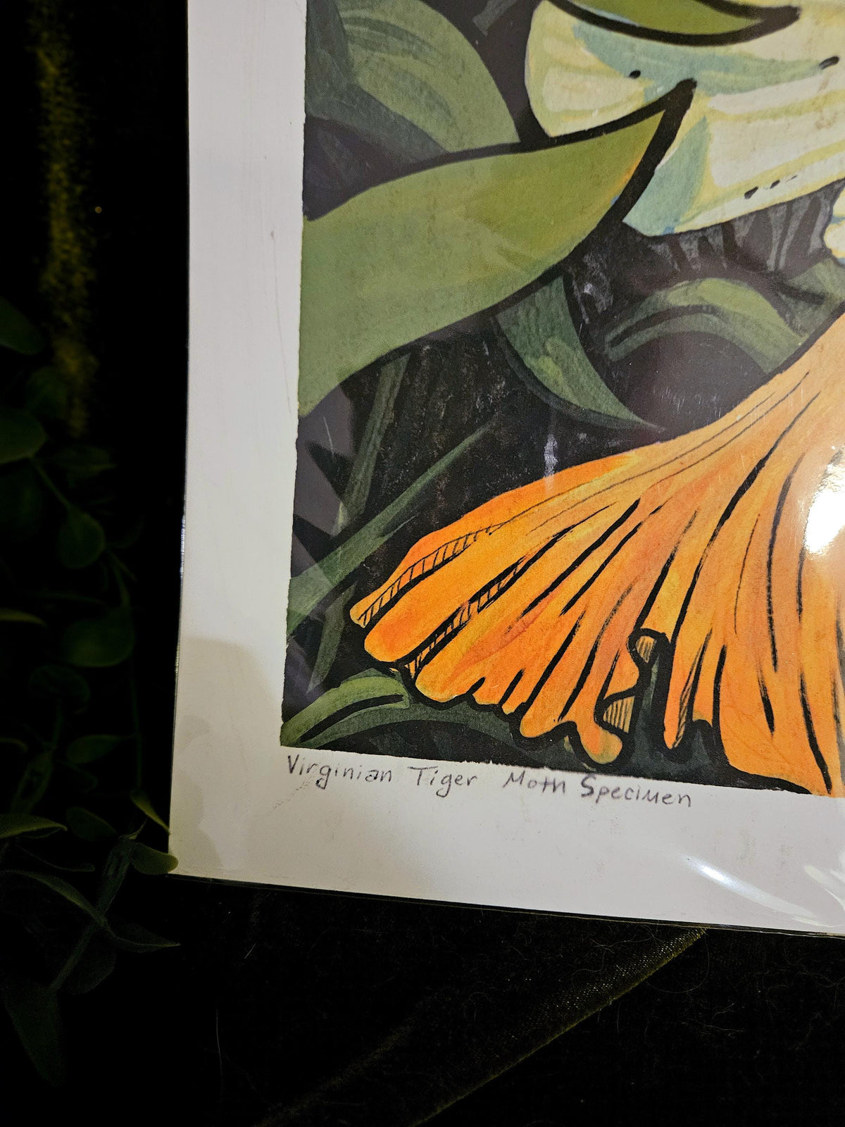 Moth Fae Specimen No. 4