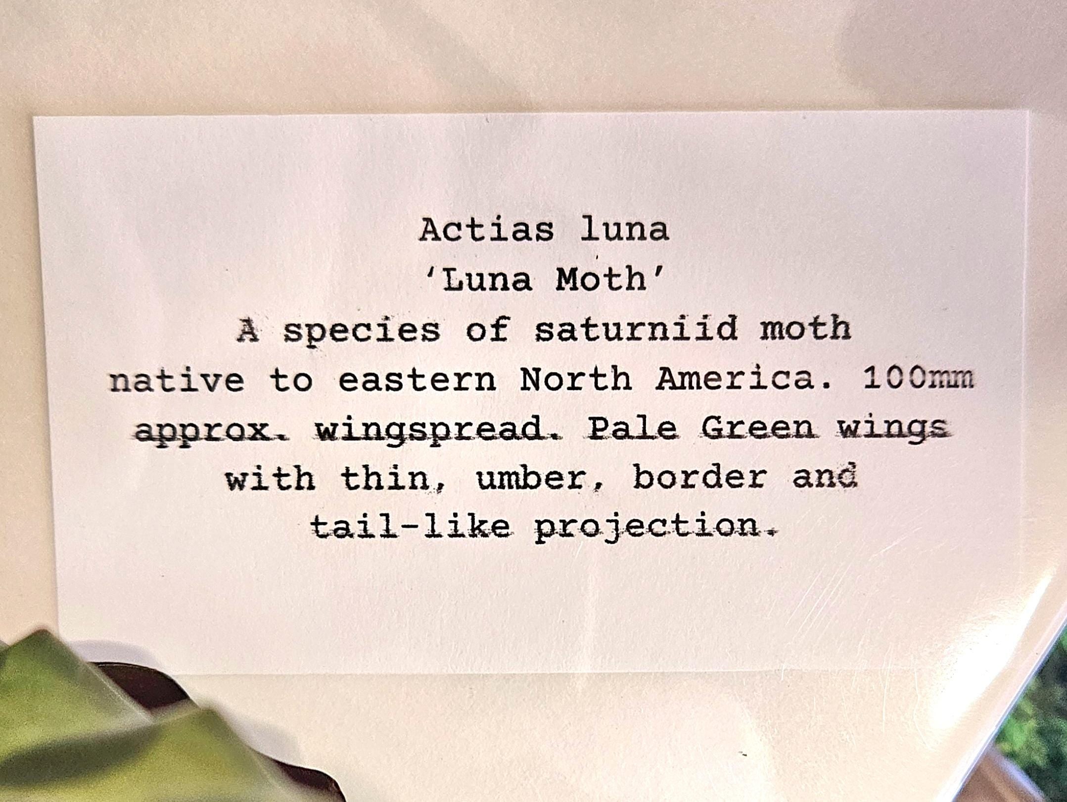 Moth Fae Specimen No. 5