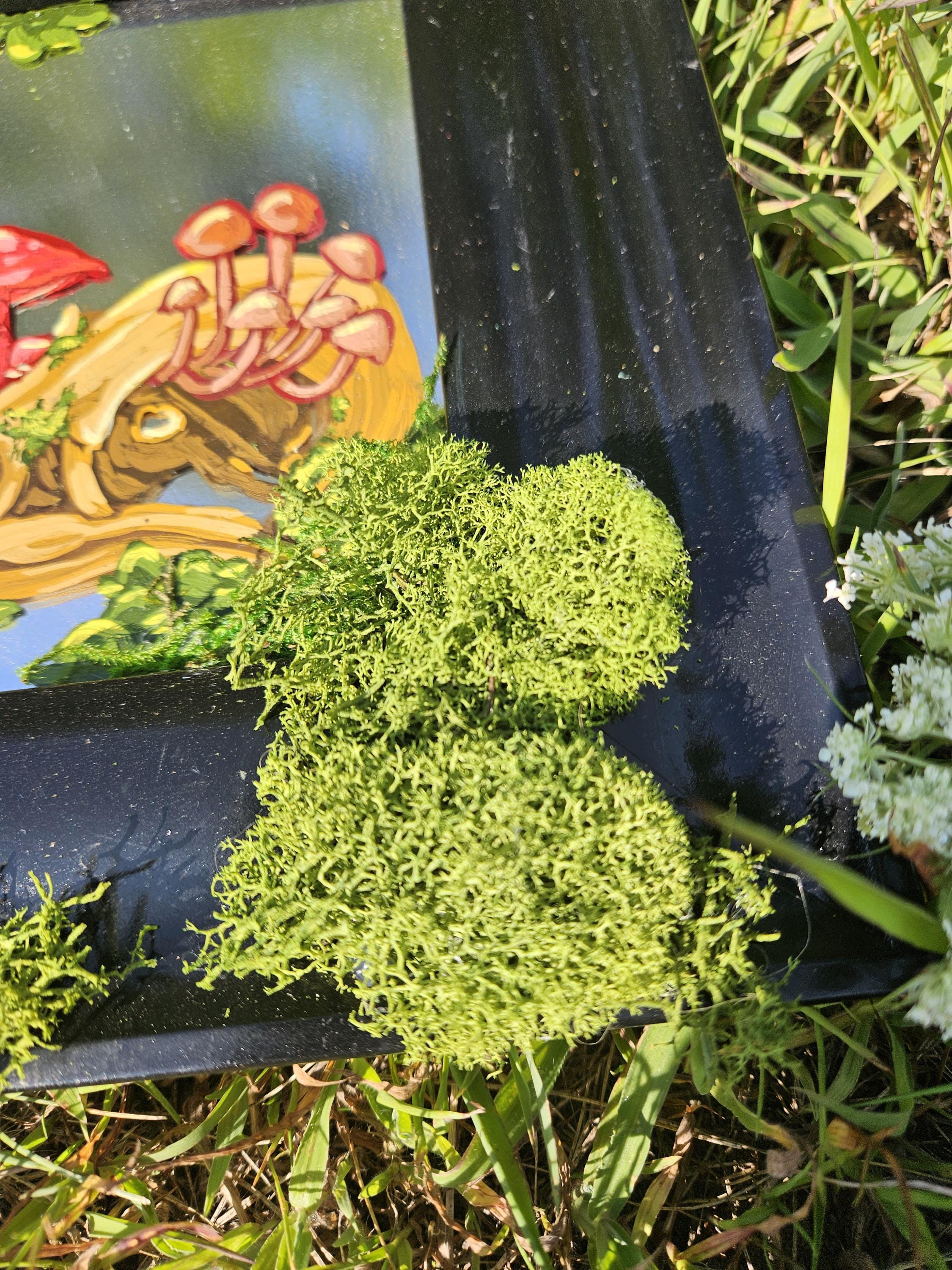 Mirror Painting: Crow Skull with Mushrooms and Moss
