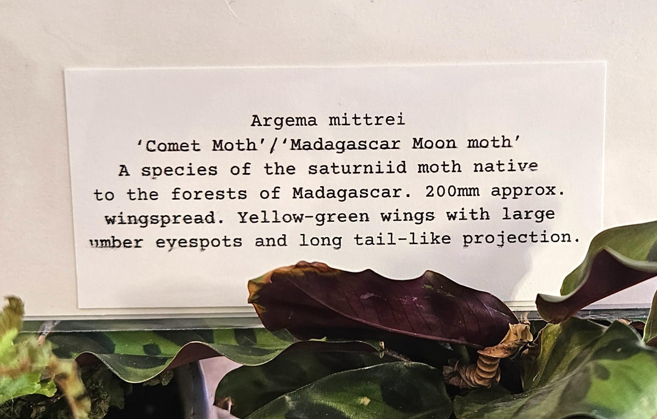 Moth Fae Specimen No. 3