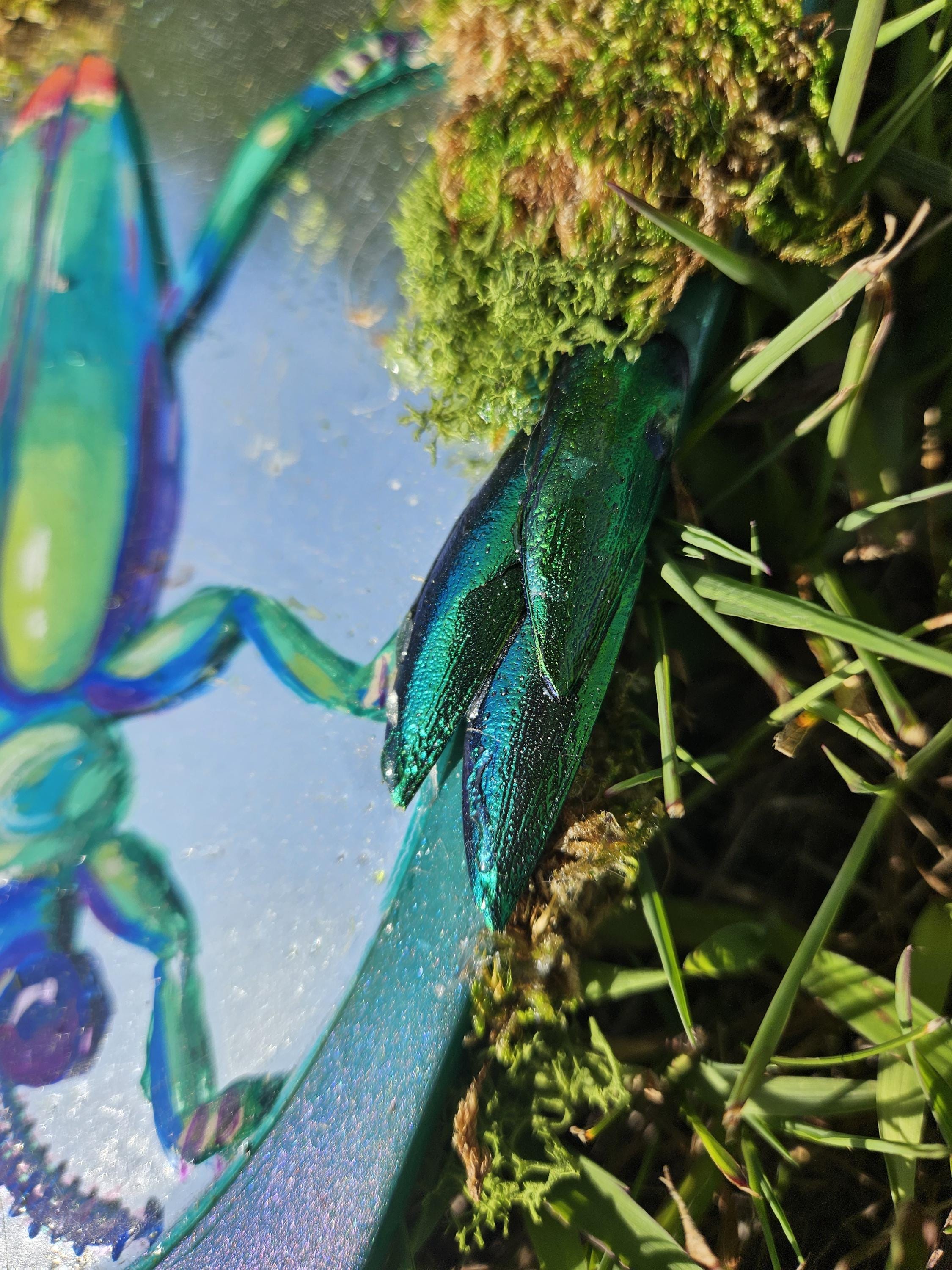 Mirror Painting: Beetle